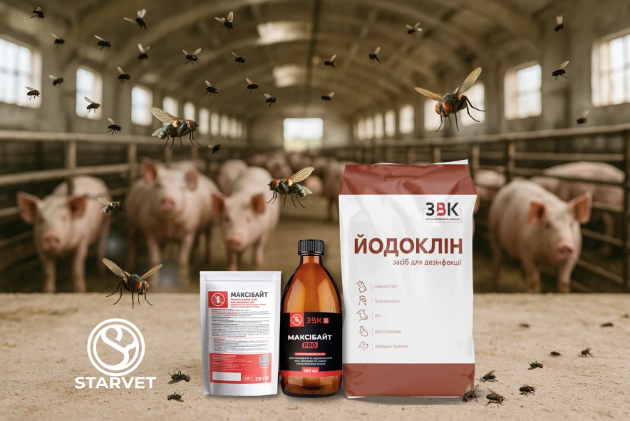 Чим обробити свинарник від мух влітку: безпечні засоби та профілактика хліва